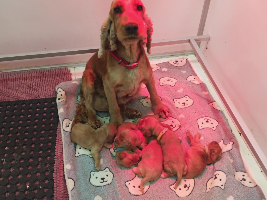 Du Royaume Des Quatre Pattes - Chiot disponible  - Cocker Spaniel Anglais