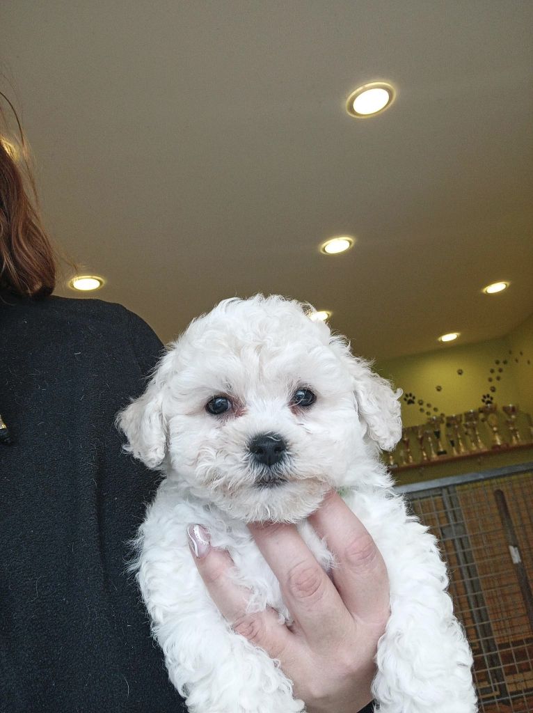 Du Royaume Des Quatre Pattes - Chiot disponible  - Bichon Frise