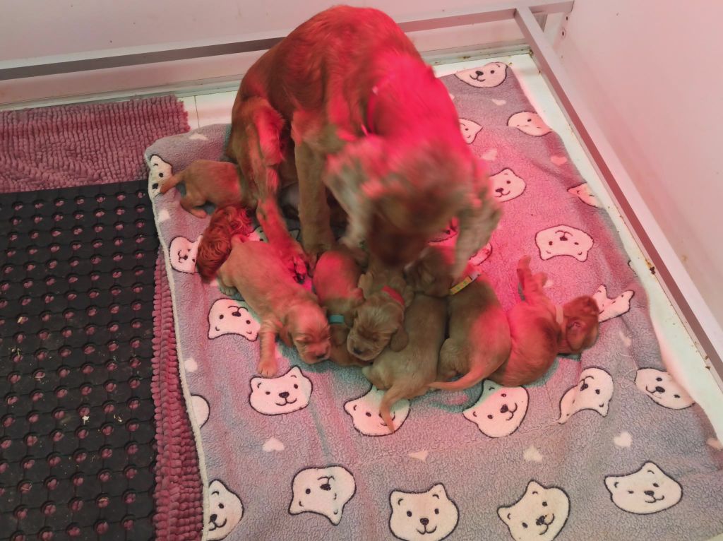 Du Royaume Des Quatre Pattes - Chiot disponible  - Cocker Spaniel Anglais