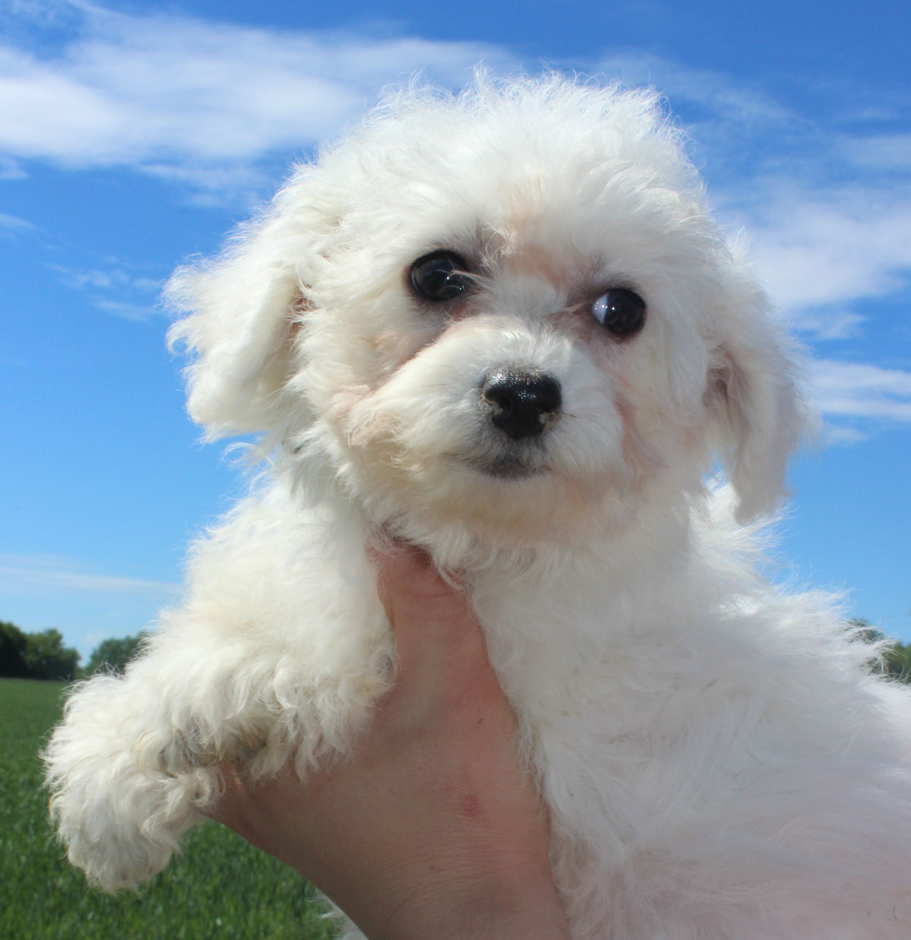 CHIOT bichon femelle 