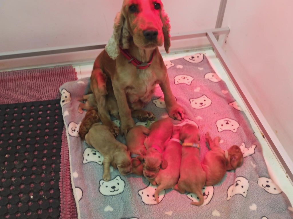 Du Royaume Des Quatre Pattes - Chiot disponible  - Cocker Spaniel Anglais