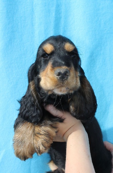 chiot Cocker Spaniel Anglais Du Royaume Des Quatre Pattes