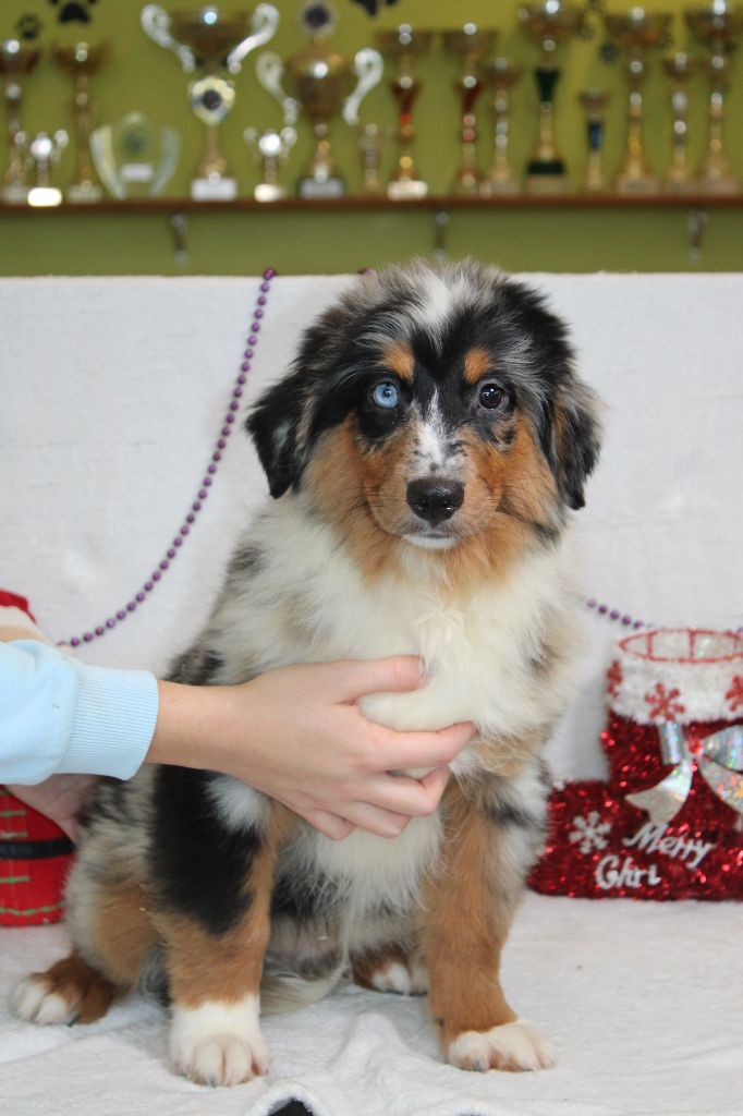 chiot Berger Américain Miniature  Du Royaume Des Quatre Pattes