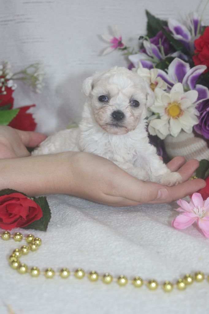 CHIOT male collier bleu ( Mini)