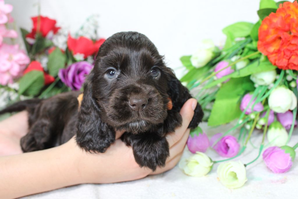 Du Royaume Des Quatre Pattes - Chiot disponible  - Cocker Spaniel Anglais