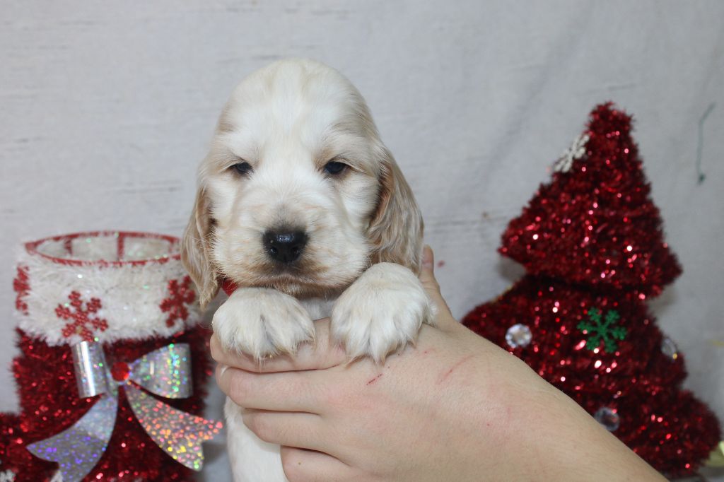 Du Royaume Des Quatre Pattes - Chiot disponible  - Cocker Spaniel Anglais