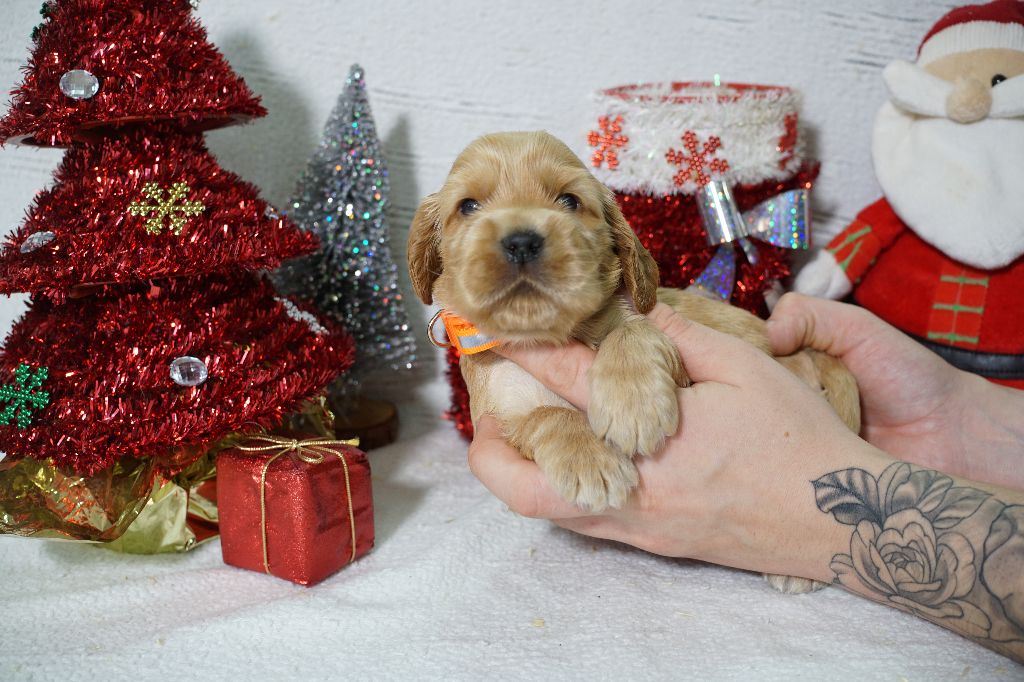 Du Royaume Des Quatre Pattes - Chiot disponible  - Cocker Spaniel Anglais