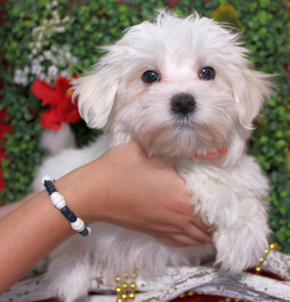 chiot Bichon maltais Du Royaume Des Quatre Pattes