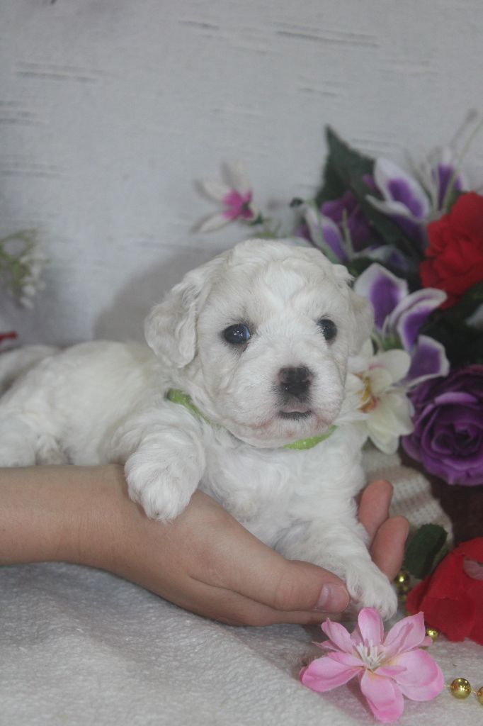 chiot Bichon Frise Du Royaume Des Quatre Pattes