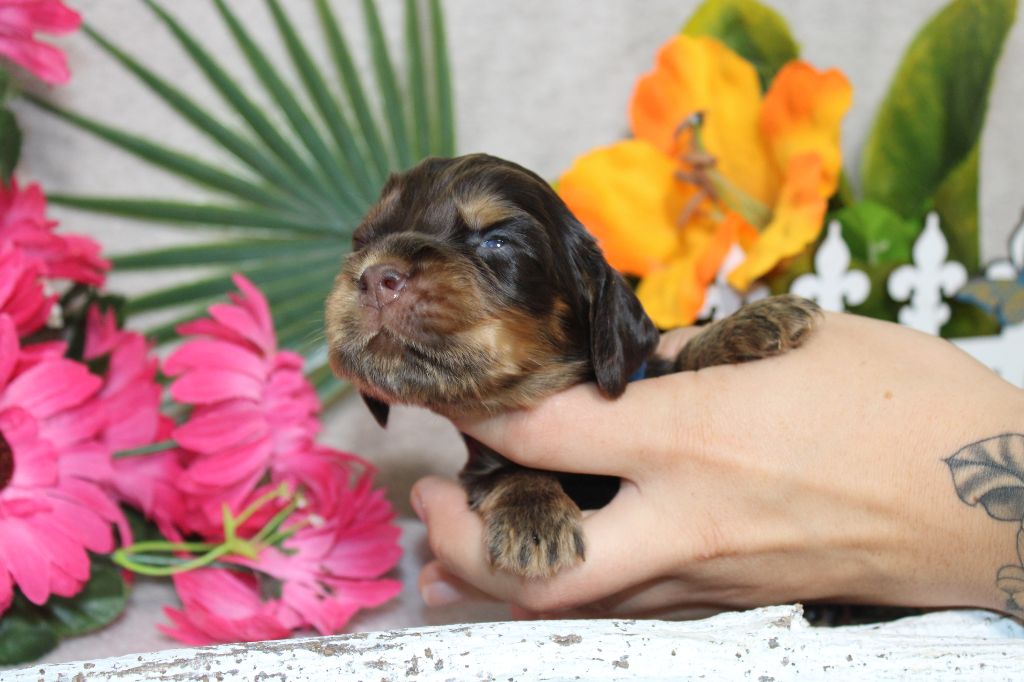 CHIOT male chocolat et feu collier bleu