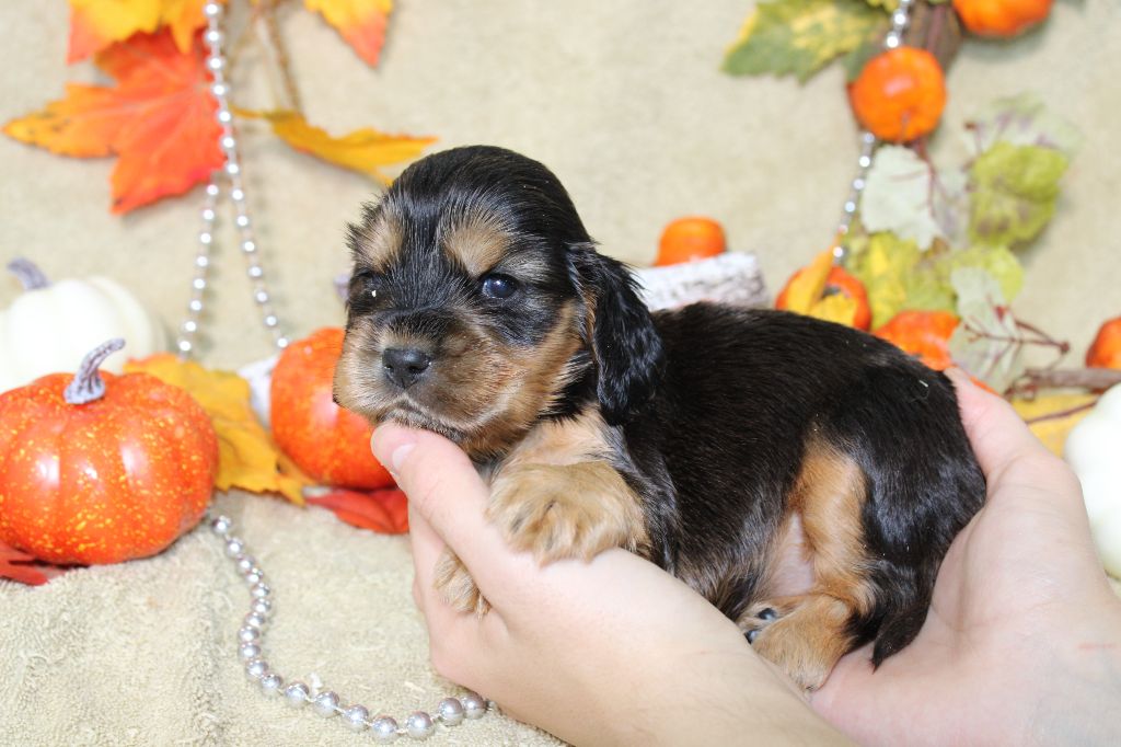 Du Royaume Des Quatre Pattes - Chiot disponible  - Cocker Spaniel Anglais