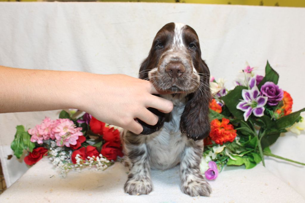 Du Royaume Des Quatre Pattes - Chiot disponible  - Cocker Spaniel Anglais