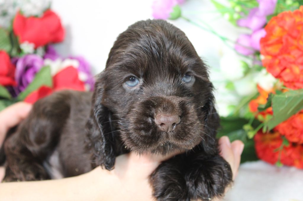 Du Royaume Des Quatre Pattes - Chiot disponible  - Cocker Spaniel Anglais