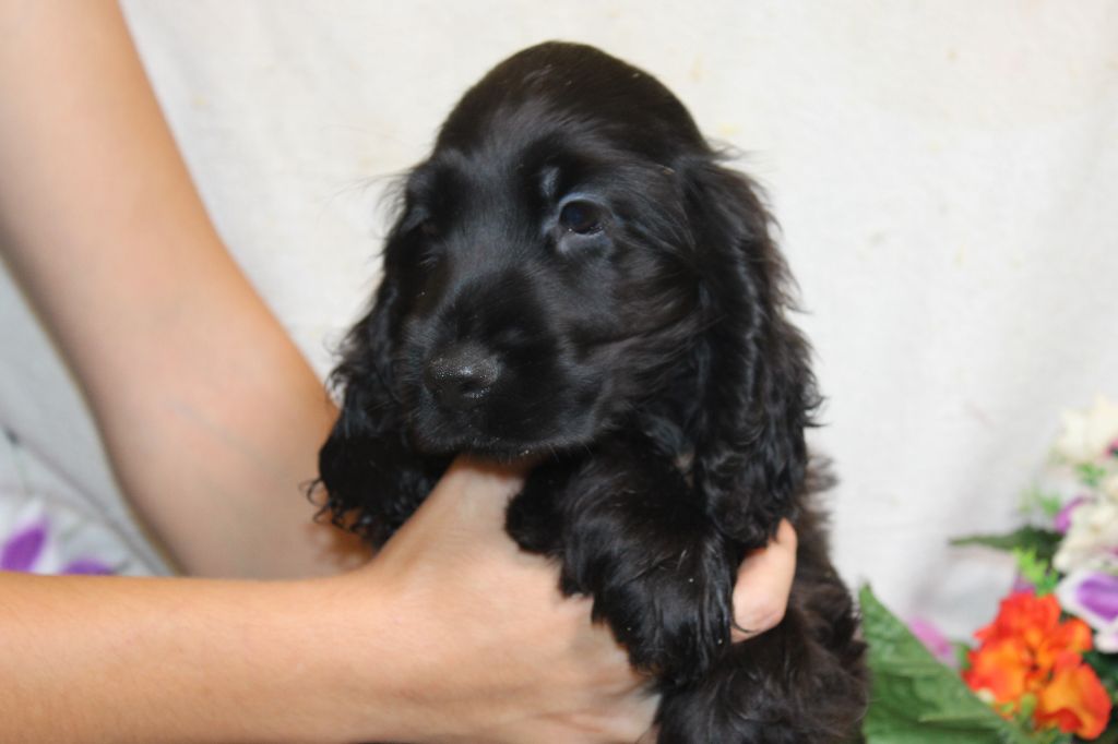 Du Royaume Des Quatre Pattes - Chiot disponible  - Cocker Spaniel Anglais