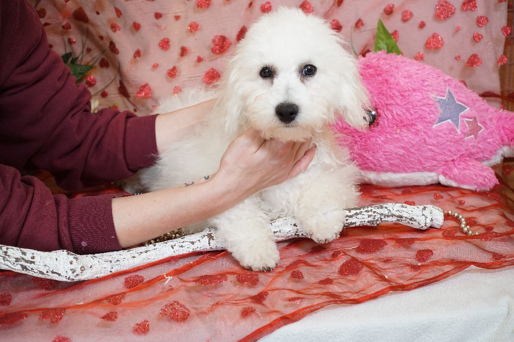 Du Royaume Des Quatre Pattes - Chiot disponible  - Bichon Frise