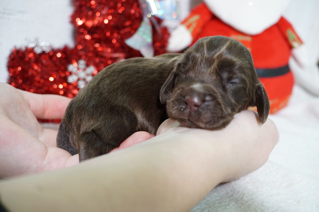 Du Royaume Des Quatre Pattes - Chiot disponible  - Cocker Spaniel Anglais