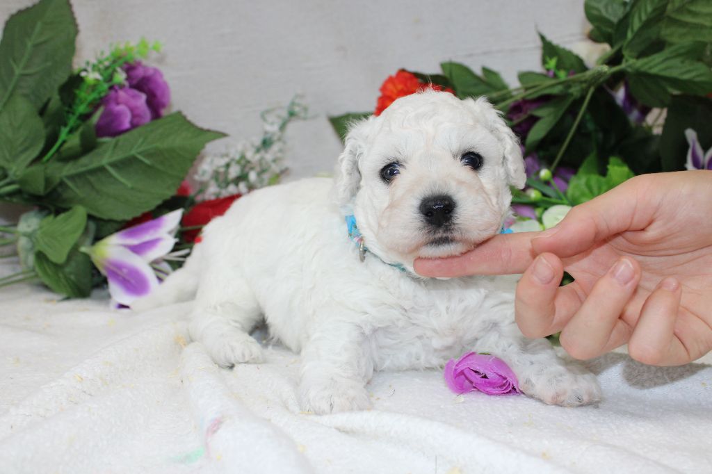 CHIOT male collire bleu