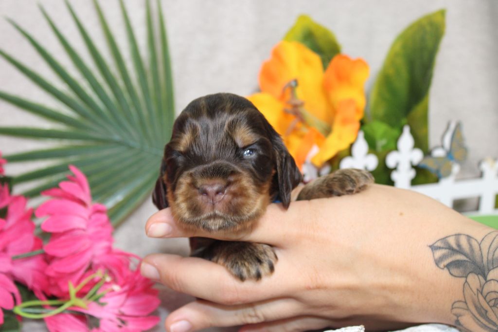 chiot Cocker Spaniel Anglais Du Royaume Des Quatre Pattes