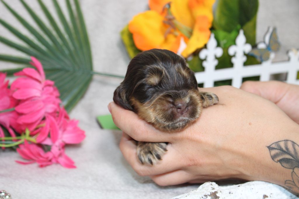 CHIOT femelle chocolat et feu collier rose