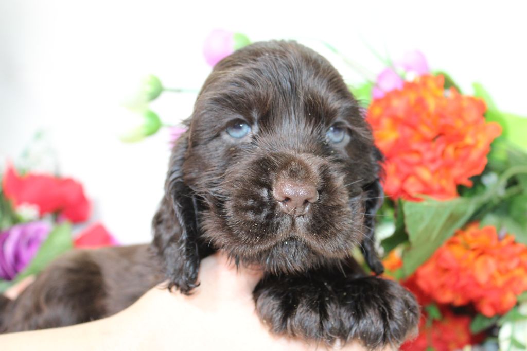 chiot Cocker Spaniel Anglais Du Royaume Des Quatre Pattes