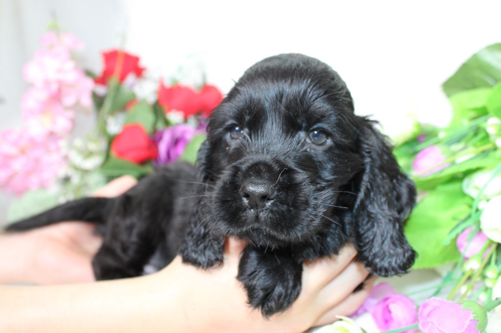 Du Royaume Des Quatre Pattes - Chiot disponible  - Cocker Spaniel Anglais