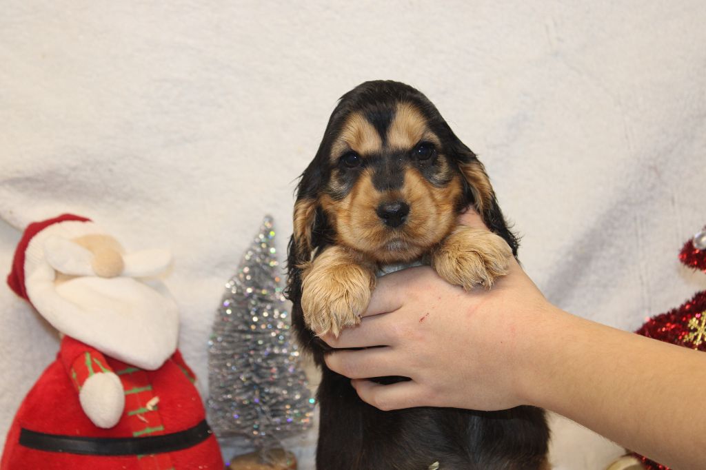 Du Royaume Des Quatre Pattes - Chiot disponible  - Cocker Spaniel Anglais