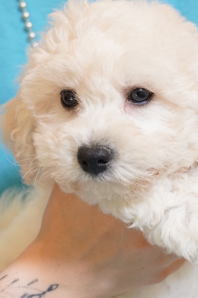 chiot Bichon Frise Du Royaume Des Quatre Pattes