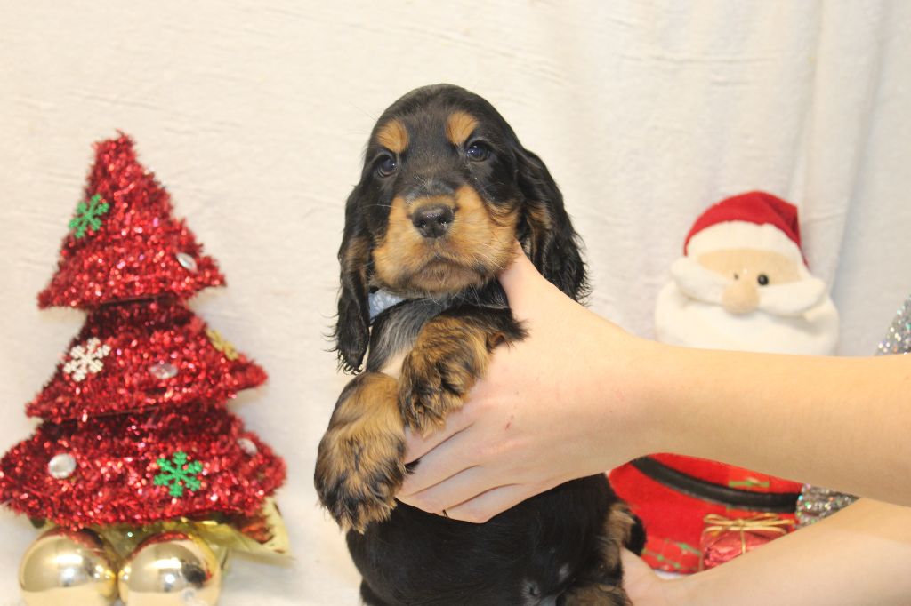 Du Royaume Des Quatre Pattes - Chiot disponible  - Cocker Spaniel Anglais