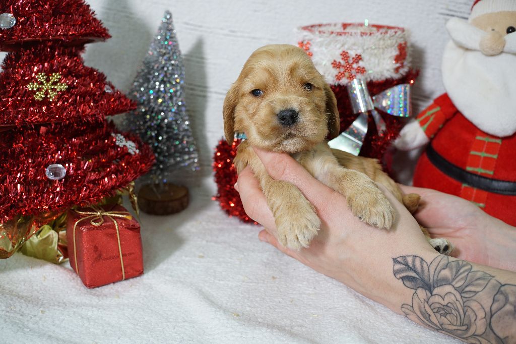 Du Royaume Des Quatre Pattes - Chiot disponible  - Cocker Spaniel Anglais