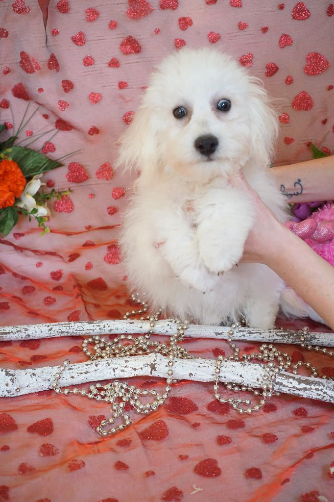 Du Royaume Des Quatre Pattes - Chiot disponible  - Bichon Frise