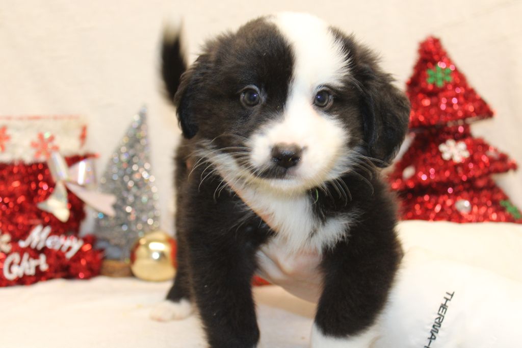 chiot Berger Américain Miniature  Du Royaume Des Quatre Pattes