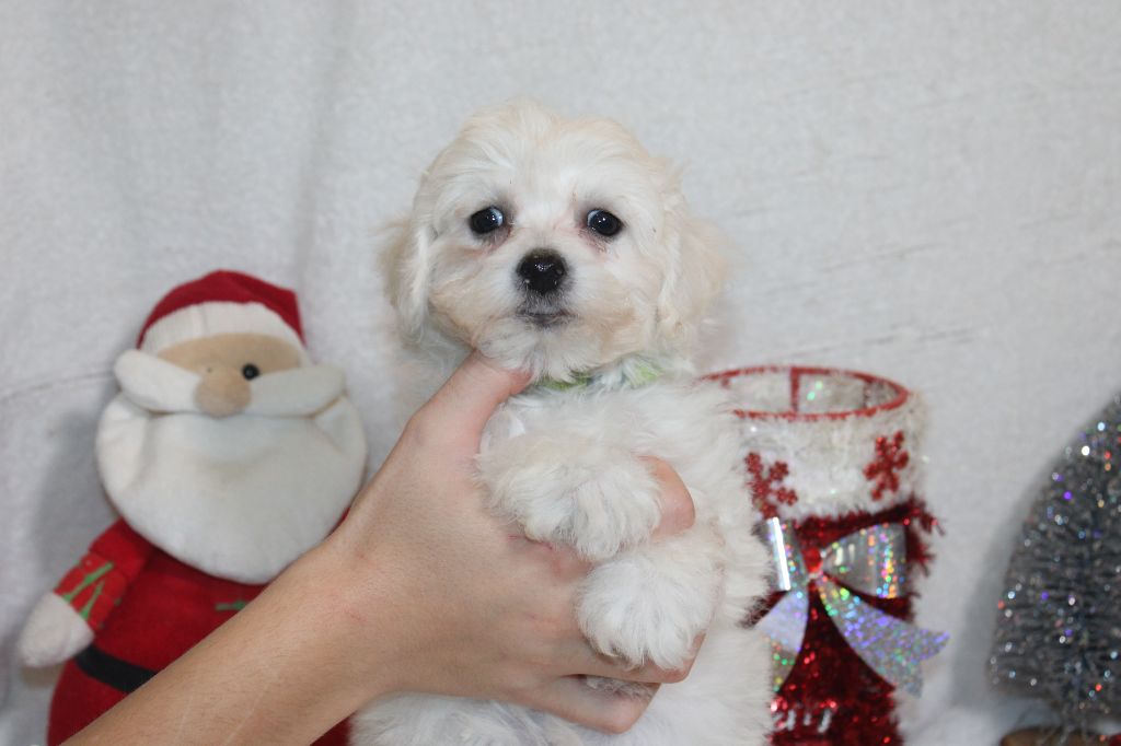 Du Royaume Des Quatre Pattes - Chiot disponible  - Bichon Frise