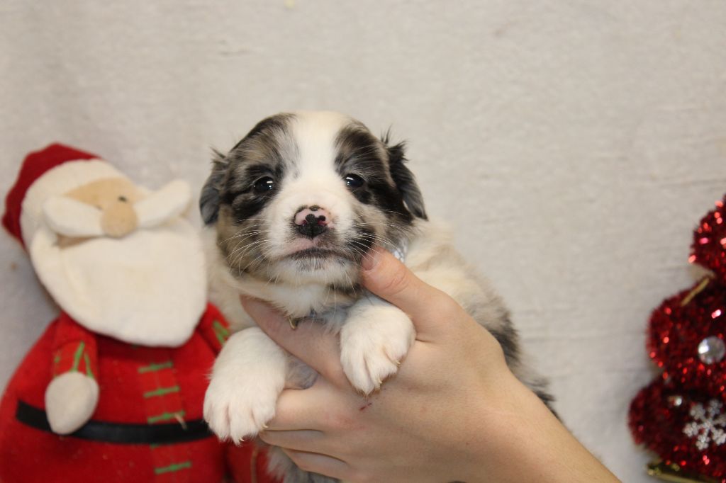 chiot Berger Américain Miniature  Du Royaume Des Quatre Pattes