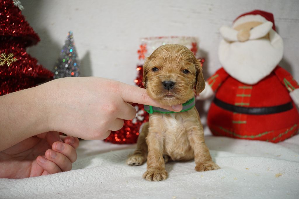 Du Royaume Des Quatre Pattes - Chiot disponible  - Cocker Spaniel Anglais