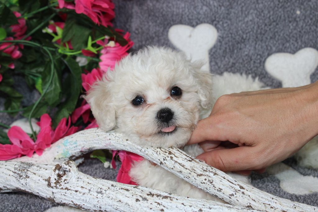 Du Royaume Des Quatre Pattes - Chiot disponible  - Bichon Frise