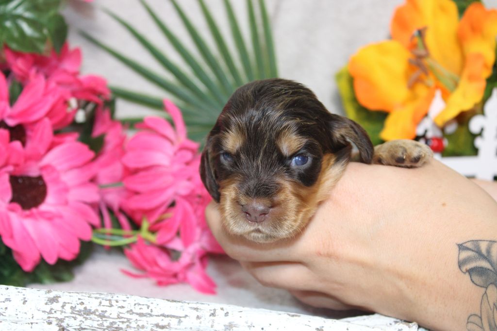 CHIOT femelle chocolat et feu collier jaune