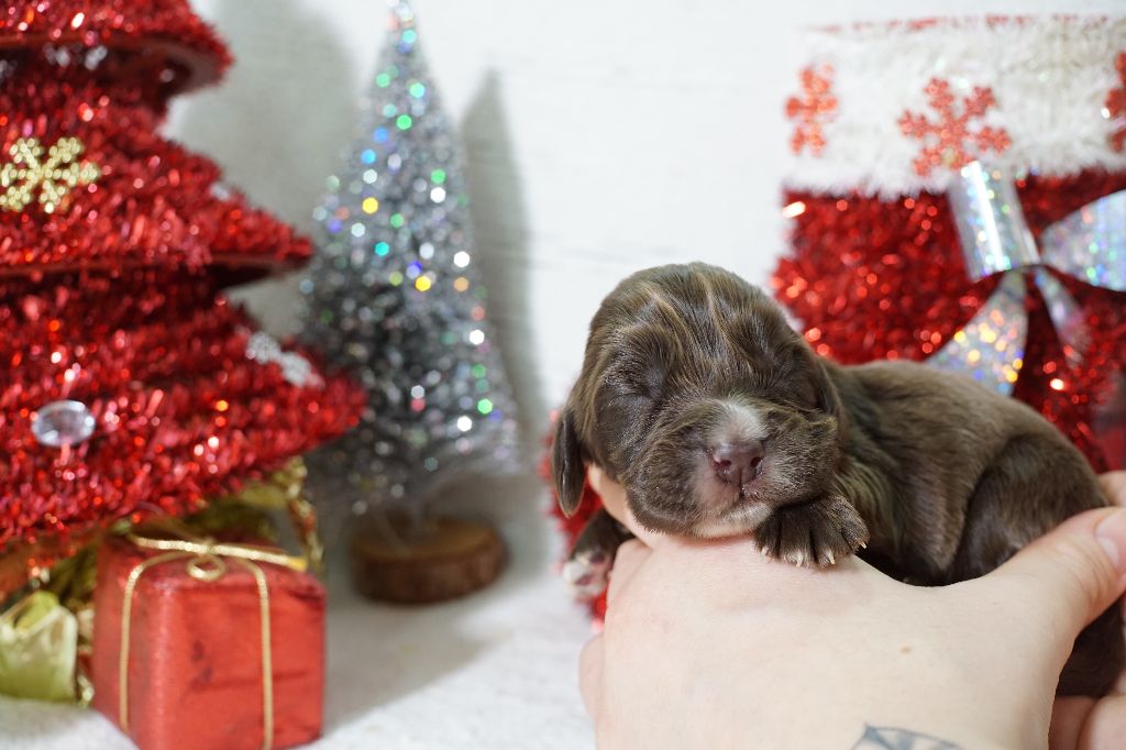 Du Royaume Des Quatre Pattes - Chiot disponible  - Cocker Spaniel Anglais