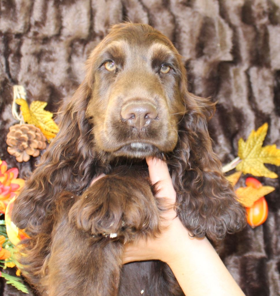 Chiot - Elevage Du Royaume Des Quatre Pattes - eleveur de chiens Cocker  Spaniel Anglais