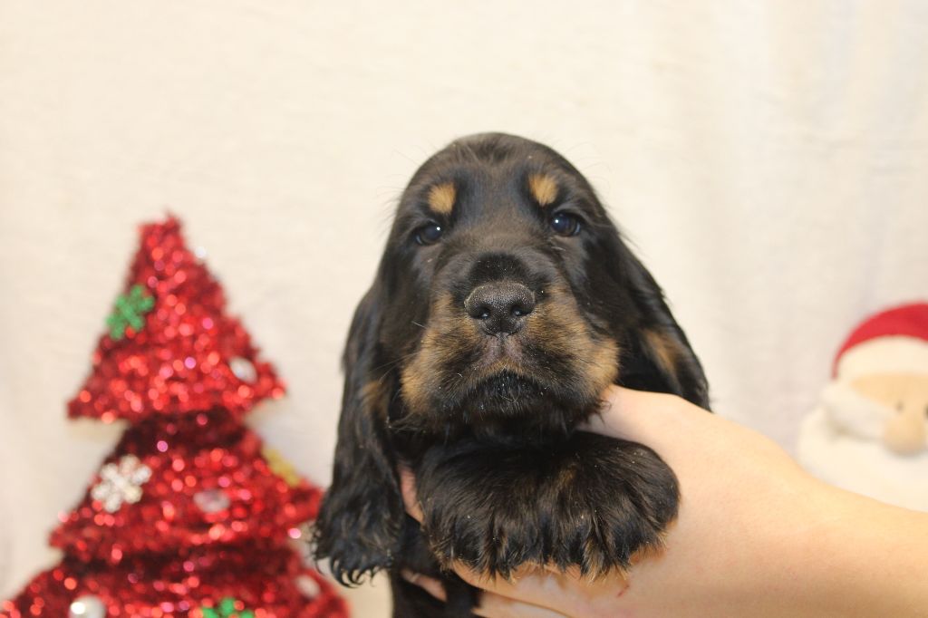 Du Royaume Des Quatre Pattes - Chiot disponible  - Cocker Spaniel Anglais