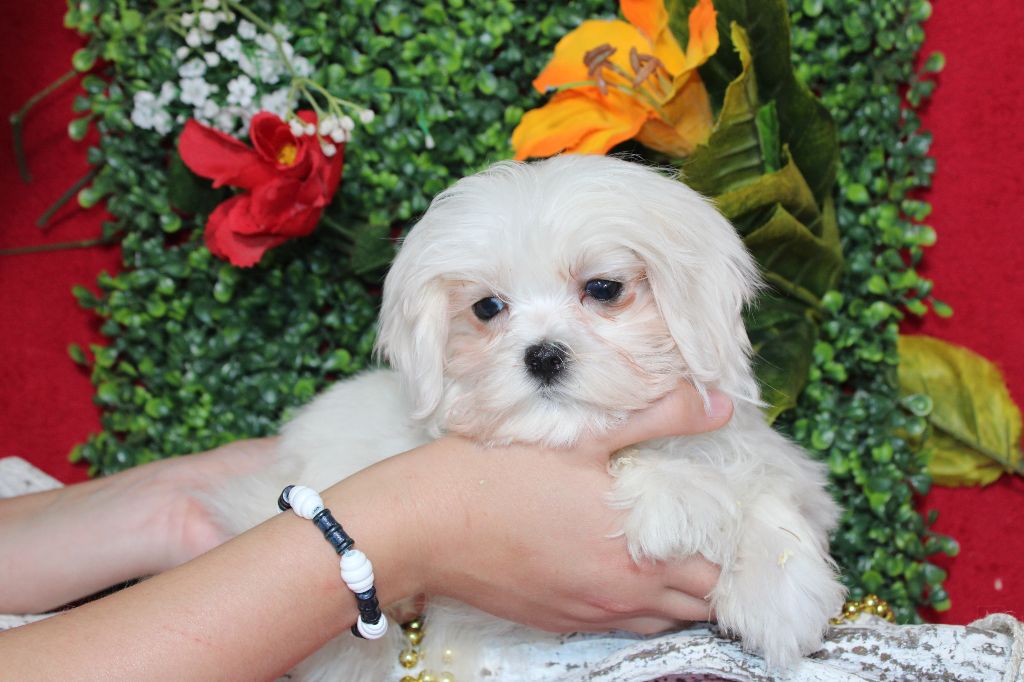 Du Royaume Des Quatre Pattes - Chiot disponible  - Bichon maltais