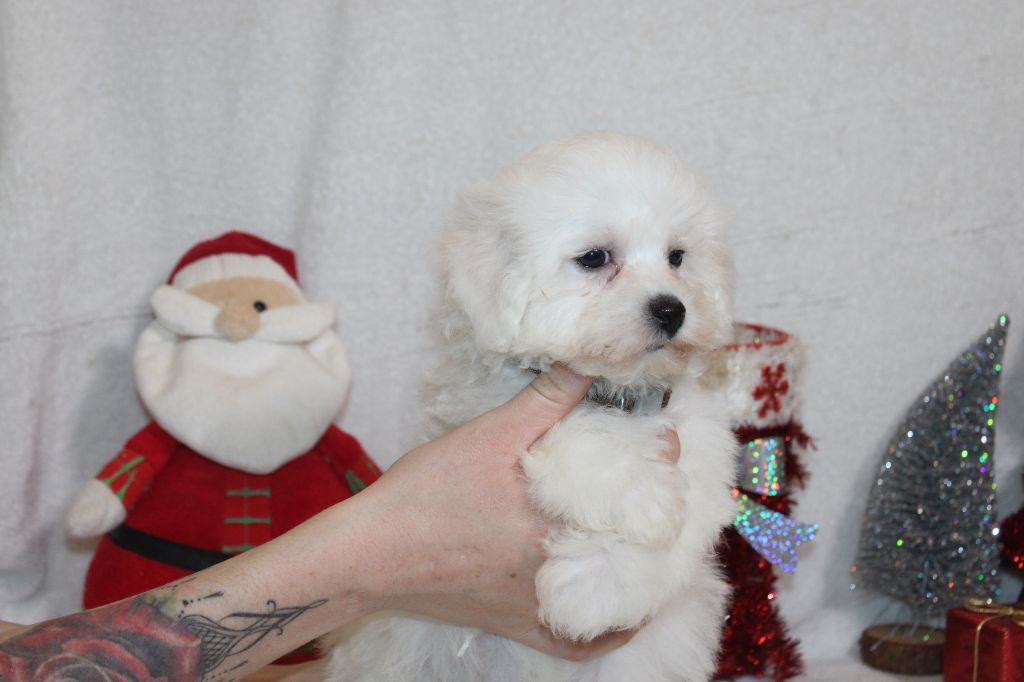 chiot Bichon Frise Du Royaume Des Quatre Pattes