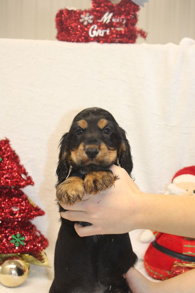 Du Royaume Des Quatre Pattes - Chiot disponible  - Cocker Spaniel Anglais