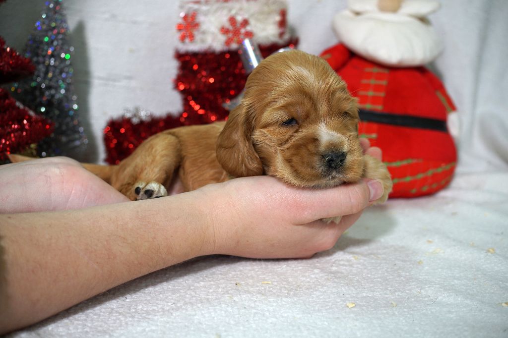 Du Royaume Des Quatre Pattes - Chiot disponible  - Cocker Spaniel Anglais