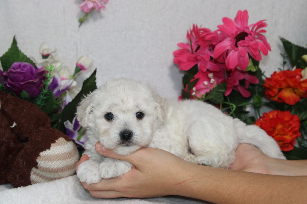 Du Royaume Des Quatre Pattes - Chiot disponible  - Bichon Frise