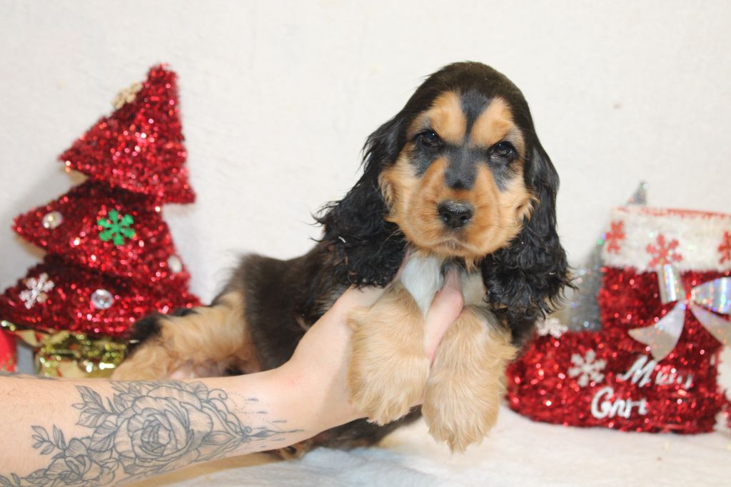 chiot Cocker Spaniel Anglais Du Royaume Des Quatre Pattes