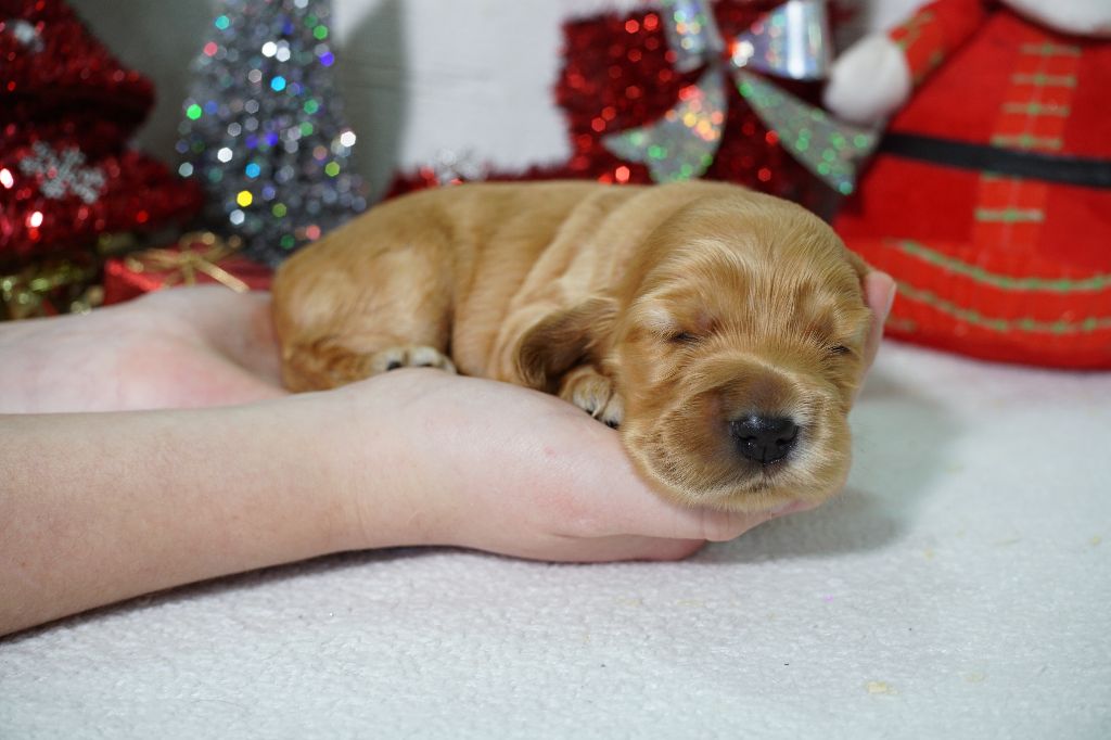 Du Royaume Des Quatre Pattes - Chiot disponible  - Cocker Spaniel Anglais