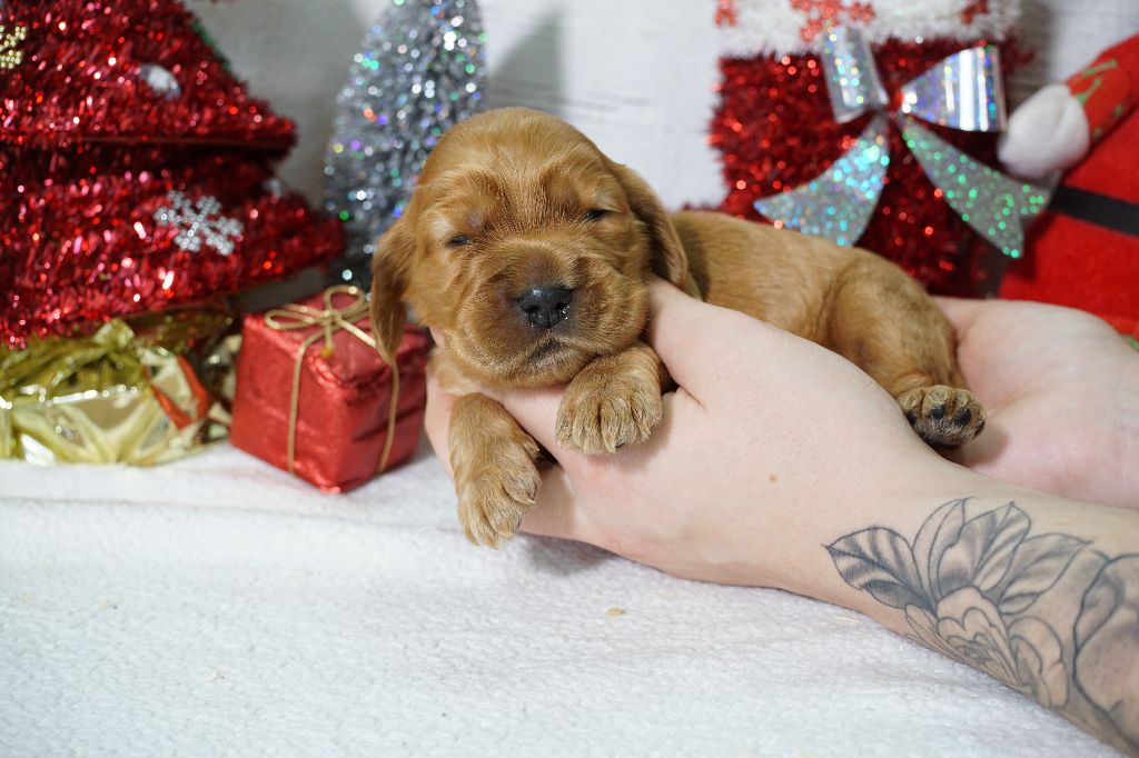 Du Royaume Des Quatre Pattes - Chiot disponible  - Cocker Spaniel Anglais