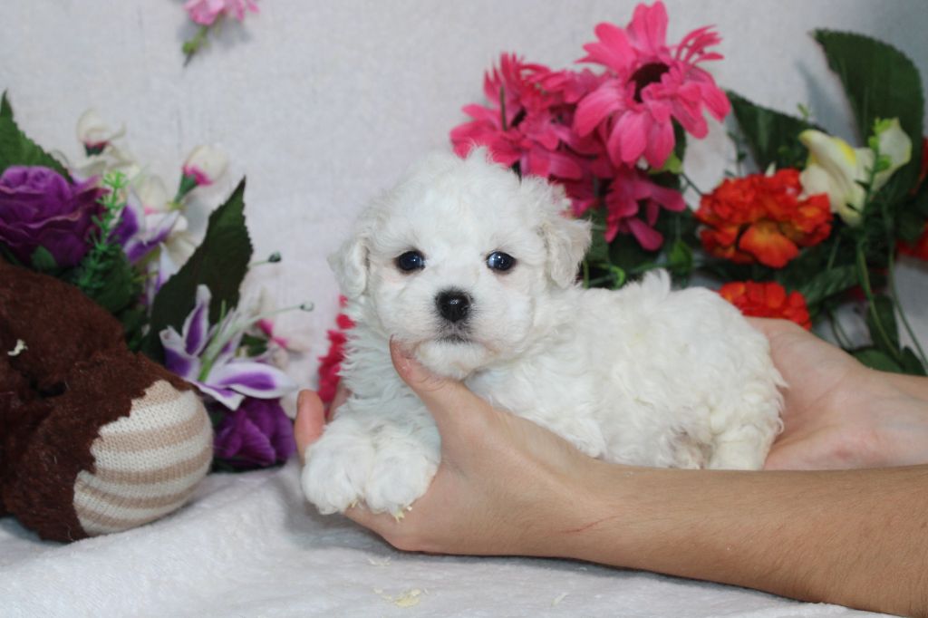 chiot Bichon Frise Du Royaume Des Quatre Pattes