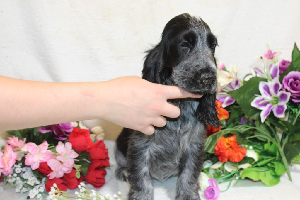 Du Royaume Des Quatre Pattes - Chiot disponible  - Cocker Spaniel Anglais