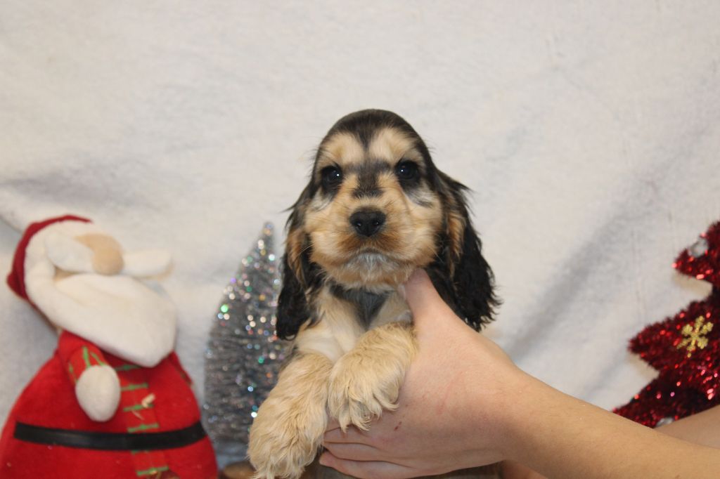 Du Royaume Des Quatre Pattes - Chiot disponible  - Cocker Spaniel Anglais